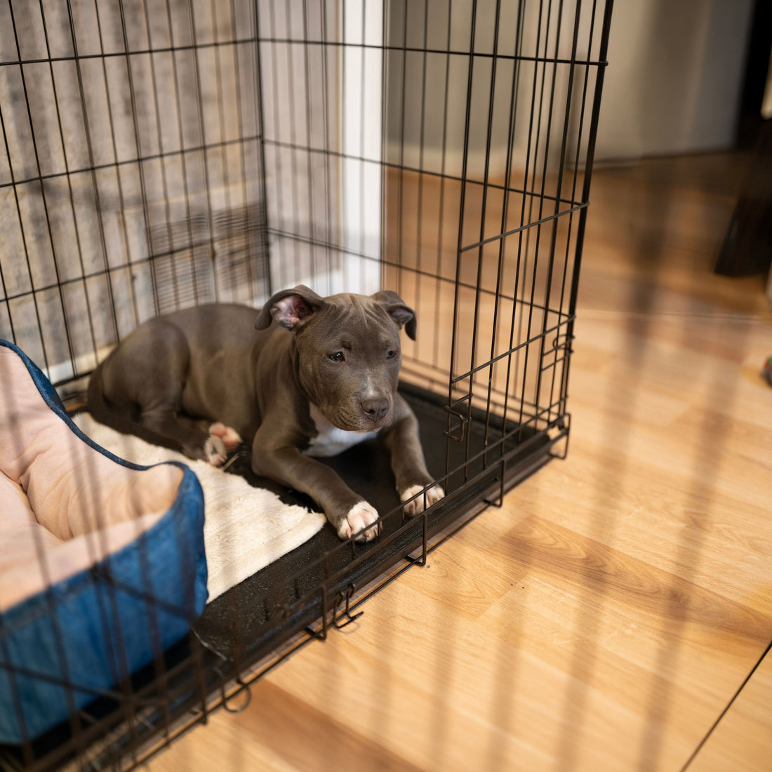 A calm puppy resting inside its crate, not panicking or pacing