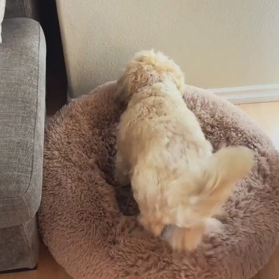A dog settles into a Cozy Nest bed and stretches out (product demo)