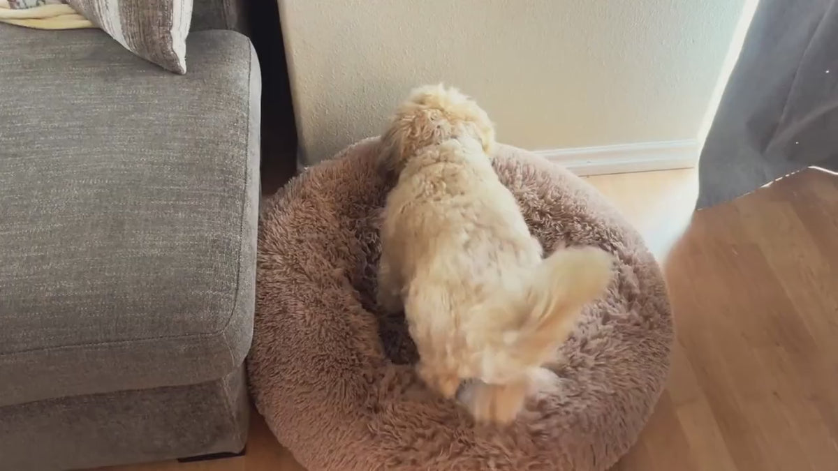 A dog settles into a Cozy Nest bed and stretches out (product demo)